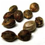 Семена марихуаны АК-47  (Seeds AK-47) в Аркадаке